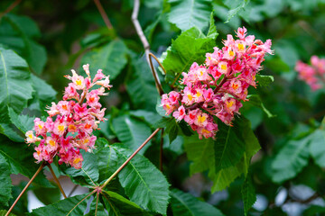 red chestnut flowers in the garden