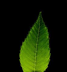 green leaf on black