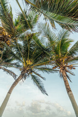 bottom view of palm trees in the caribbean - vertical photo