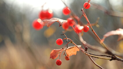 red berries in snow