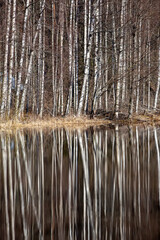 Long birch trees and reflection on the water during spring time.