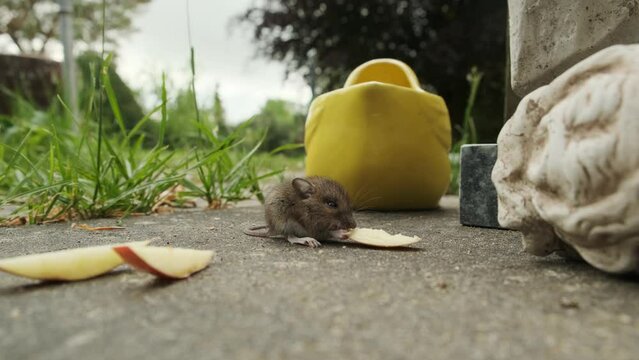 Cute, small mouse eating apple in garden, wide angle