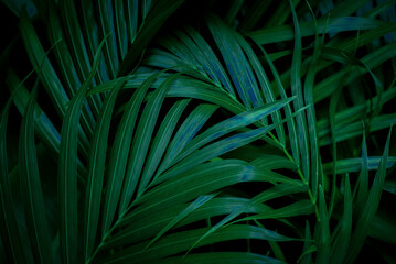 Fototapeta na wymiar tropical green palm leaf and shadow, abstract natural background, dark tone