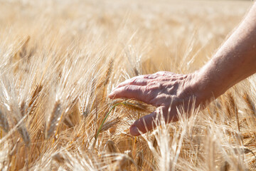 Male hand touching golden cereals grows in field. Grain crops. Spikelets of wheat, June. Important...