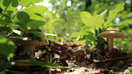 mushrooms in the forest