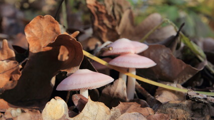 mushrooms in the forest