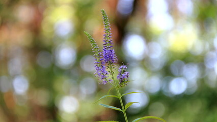 flowers in spring