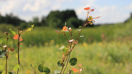 poppies in the field