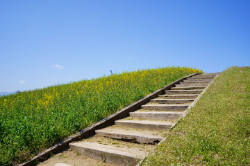 Fototapeta premium 菜の花 遊歩道の階段 翠波高原(愛媛県四国中央市)
