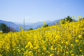 菜の花畑　翠波高原(愛媛県四国中央市)