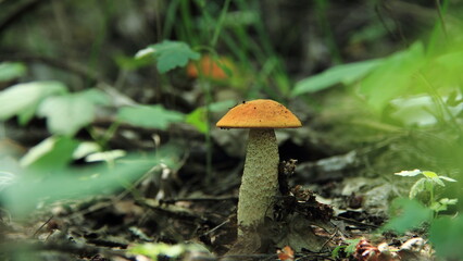 mushroom in the forest