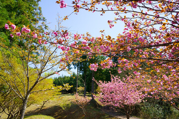 春の桜ヶ丘公園(徳島県三好市)