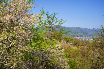春の桜ヶ丘公園(徳島県三好市)