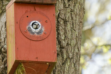 Blue tit peeping out of a bird box