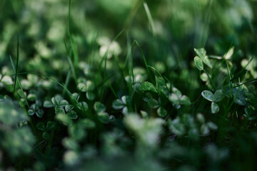 Green grass botany and nature landscaping for the home area, landscaping and taking care of nature and the environment