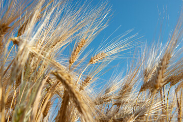 Golden cereals grows in field over blue sky. Grain crops. Spikelets of wheat, June. Important food grains