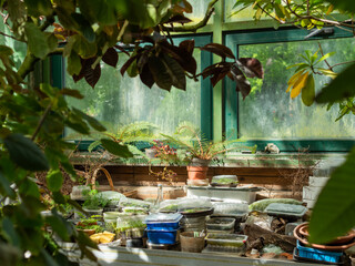 Reused plastic boxes with seedlings in greenhouse. Botanist workplace with germinated tropical plants in glasshouse.