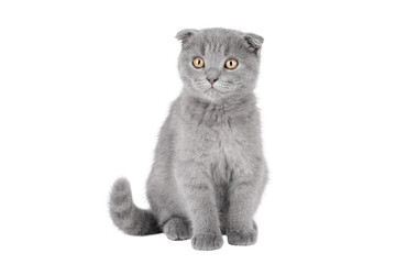 scottish fold gray kitten with yellow eyes isolated
