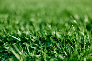 Cost-effective green clover grass for landscaping the garden by the house, seeds and fertilizer without harming the planet's ecology