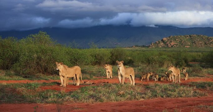 A family of lions walk in the Tsavo reserve