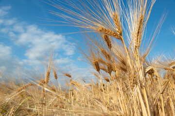 Golden cereals grows in field over blue sky. Grain crops. Spikelets of wheat, June. Important food...