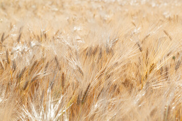 Wheat. Golden field of cereals. Grain crops. Spikelets closeup, sunny June. Important food grains