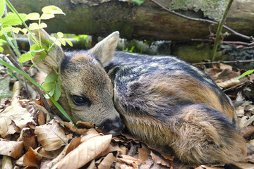 very young spotted fawn of roe deer hidden in the woods © Tanja