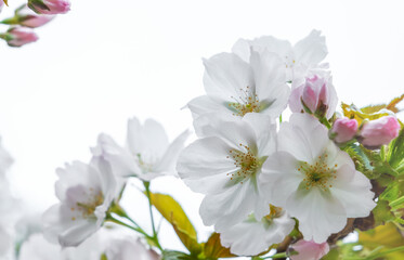 White flowers of fruit tree blossoming in spring, tree branch flowers, soft focus floral background, copy space