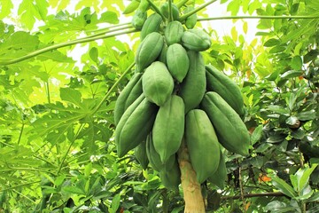 Green papaya fruits on the tree photo