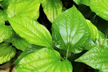 Piper sarmentosum plants photo top view