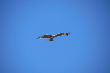 日本、神奈川県、鎌倉市、優雅に飛ぶトンビ