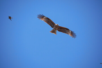 Obraz premium 日本、神奈川県、鎌倉市、優雅に飛ぶトンビ