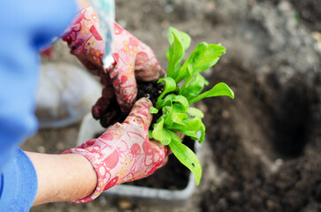 Middle-aged woman planting flowers seedlings in a greenhouse