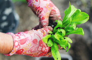 Middle-aged woman planting flowers seedlings in a greenhouse