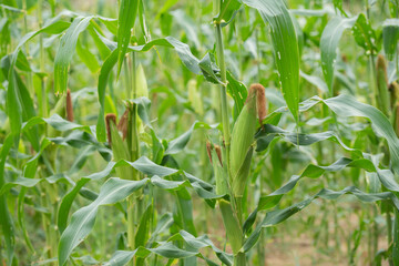 Maize cooked in the farm is waiting for harvest. Agribusiness concept, agricultural engineer standing in corn field. A selective focus picture of corn cob in organic corn field.