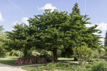 Morus australis dans un parc