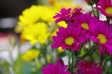 Obraz premium ムラサキ色のキクの花