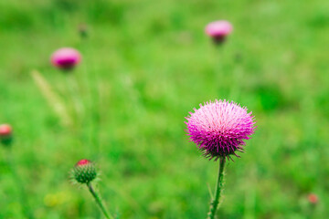beautiful purple thistle flower close-up against blurred spring landscape