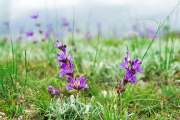 purple wild orchis flowers on blurred natural background
