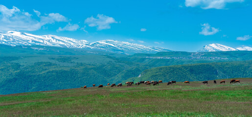 herd of cows grazes on an alpine meadow against the backdrop of snowy mountain peaks