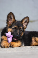 German Shepherd