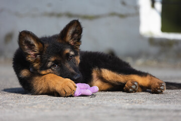 German Shepherd