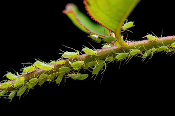 Aphid Colony Close-up. Greenfly or Green Aphid Garden Parasite Insect Pests Macro Isolated on Black...