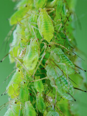 Aphid Colony Close-up. Greenfly or Green Aphid Garden Parasite Insect Pest Macro on Green Background