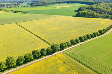Fototapeta premium Bird's-eye view of a row of trees next to a rapeseed field in Taunus/Germany