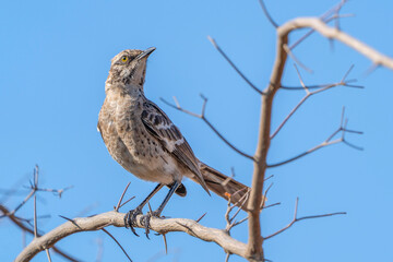 Long-tailed mockingbird