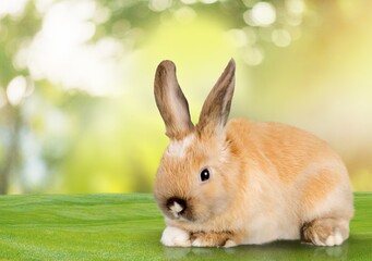healthy Lovely bunny fluffy brown rabbits, Adorable baby rabbit on green garden nature background.