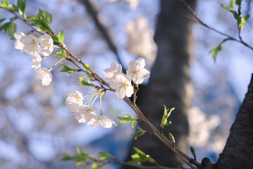 blossom in spring
