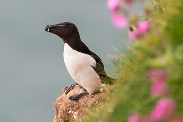 Razorbill (Alca torda) perched on the rocks, with flowers in the foreground.