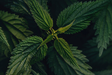 Fresh green nettle bush in the forest. Top view. Medicinal plant. In folk medicine it is recommended as a diuretic for skin diseases, dropsy, cough, hair loss. Dark key.